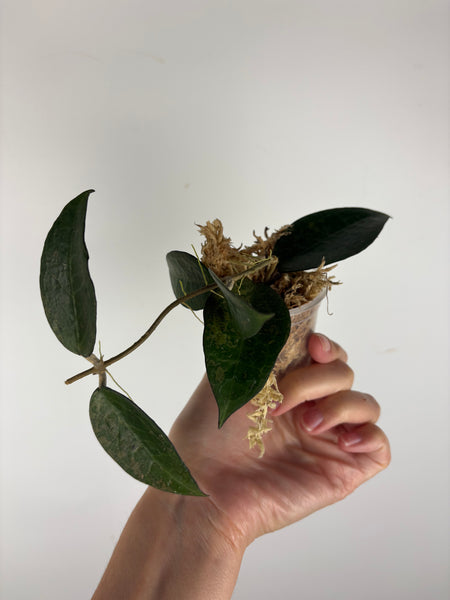 Hoya Verticillata sp. Nganjuk pink Splash 4