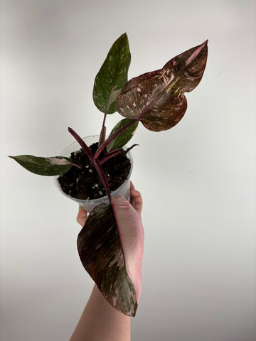 Philodendron pink princess marble galaxy 7