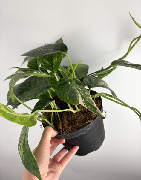 Epipremnum pinnatum Albo Variegated 6 inch
