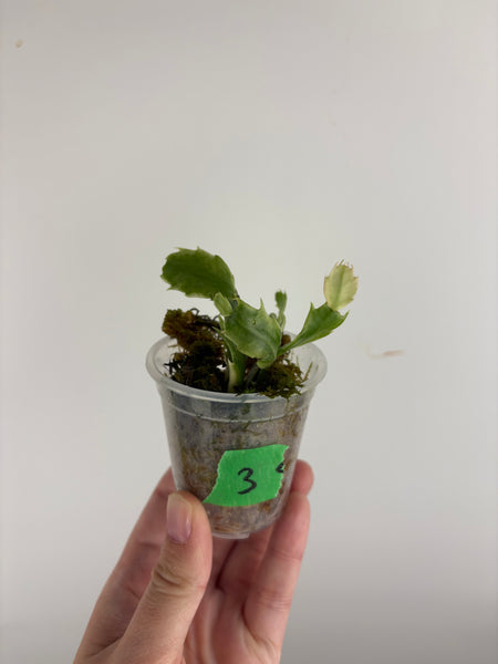 Variegated Schlumbergera
