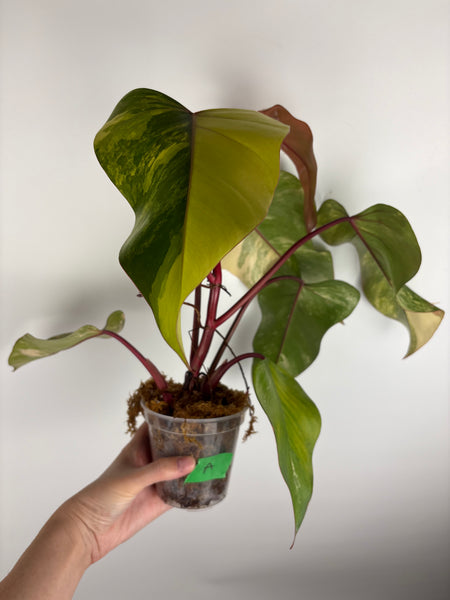 Philodendron strawberry shake A