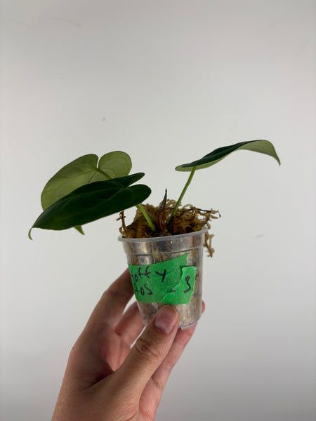 Anthurium hoffmanii x AOS 3