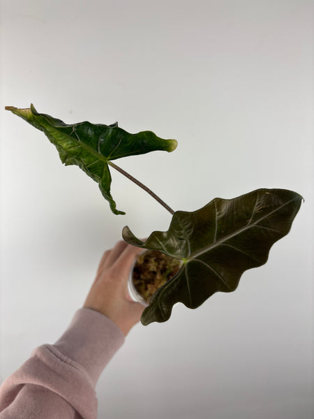 Alocasia Layla 2