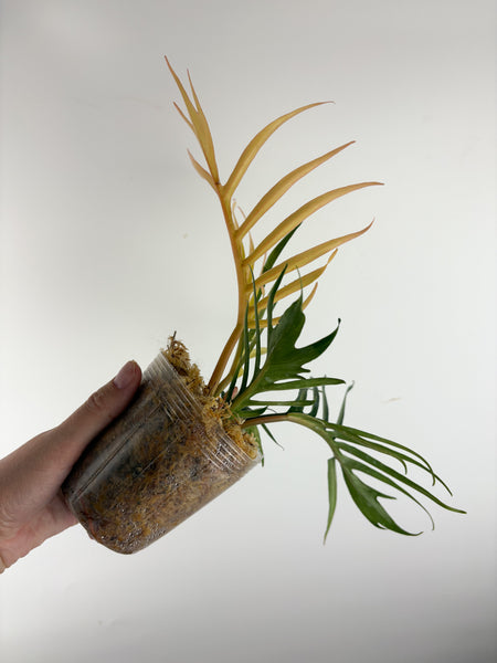 Philodendron tortum variegated