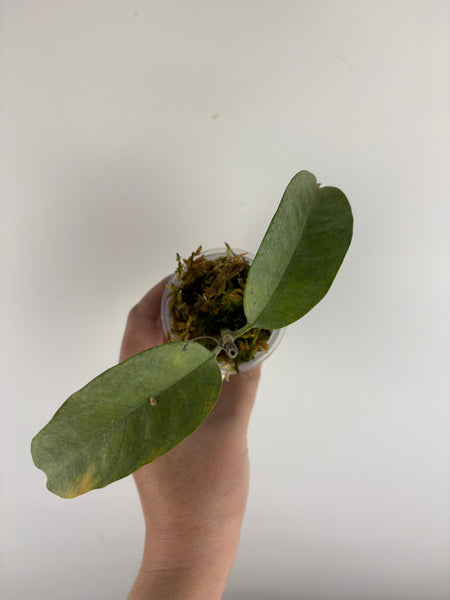 Hoya Multiflora wonderphil silver C