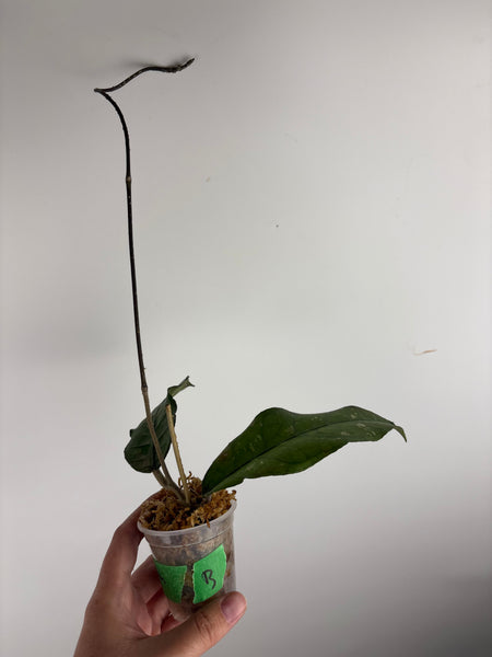 Hoya sp aceh tamiang B2