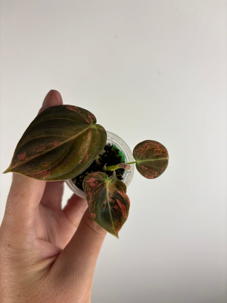 philodendron melanochrysum orange variegated D
