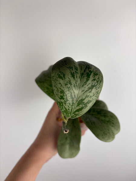 Hoya Chang dao silver E