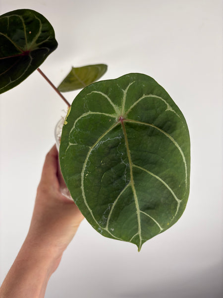 Anthurium michelle x red spider