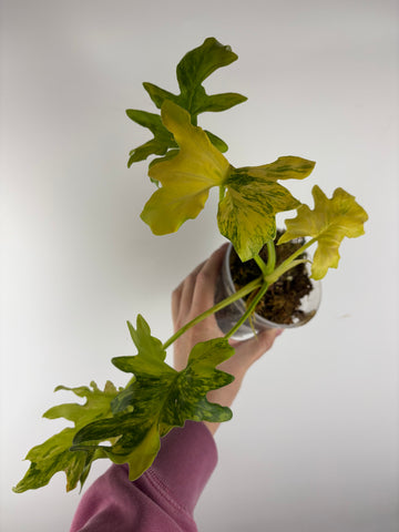 Philodendron thaumatophyllum dragon fire