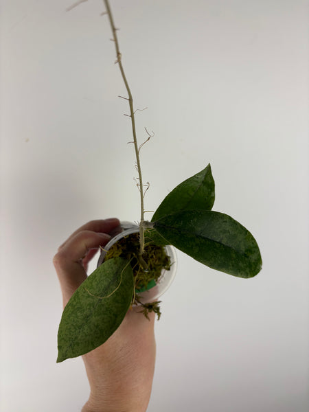 Hoya aff forbesii silver 3