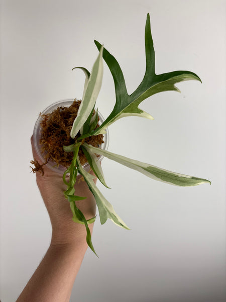 Philodendron Tortum albo variegated