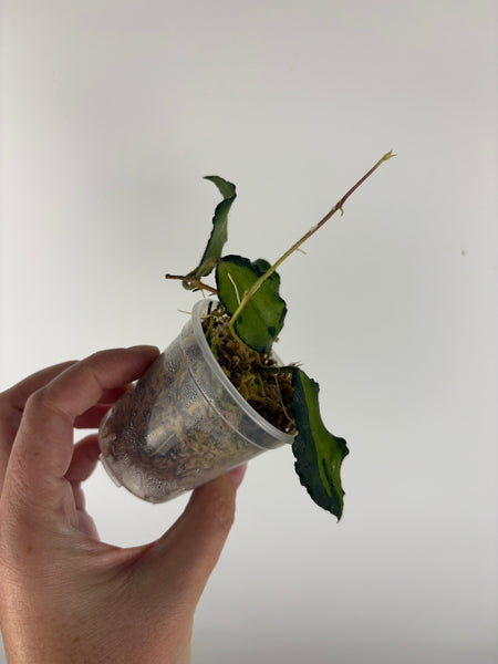 Hoya caudata variegated