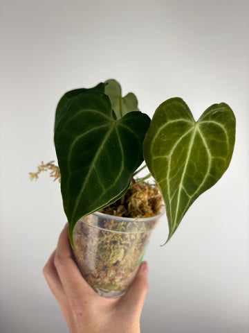 Anthurium King clari original Indonesia E - multiple growth points