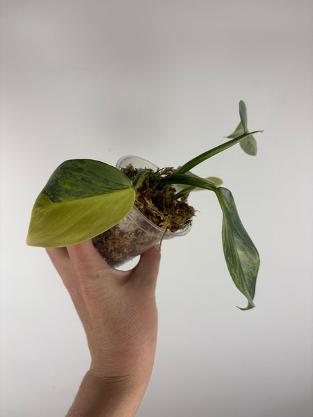 Philodendron silver sword variegated C top cut