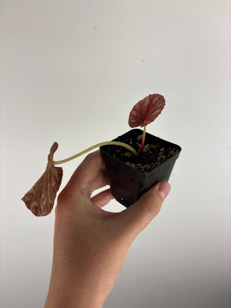 Begonia Candy Stripes