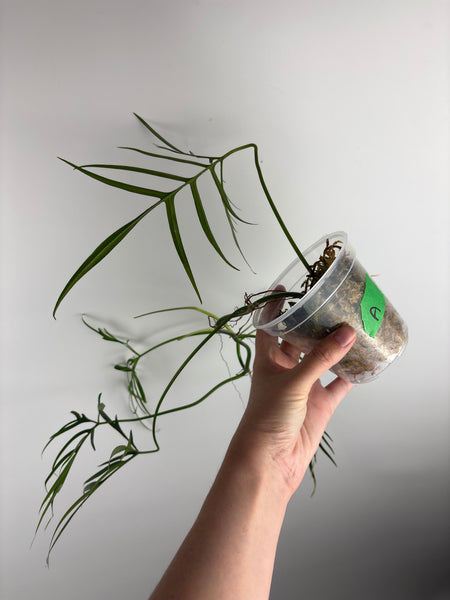 Philodendron polypodioides