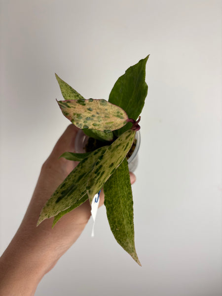 Hoya crocodile