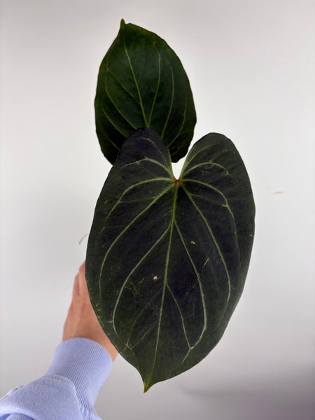 Anthurium king of spades medium A2