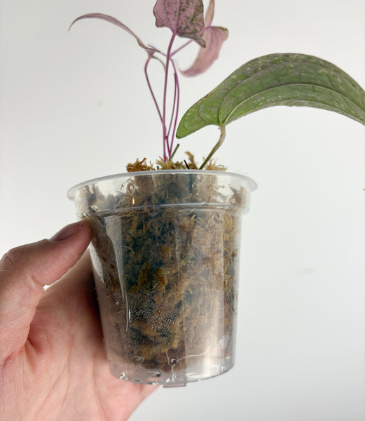 Dioscorea pixel pink