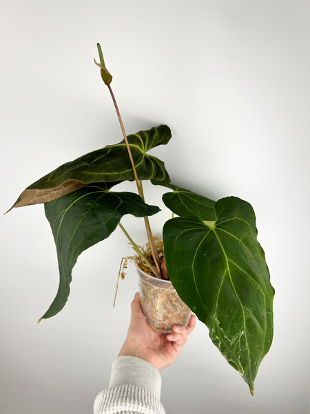 Anthurium Xone x papillilaminum B