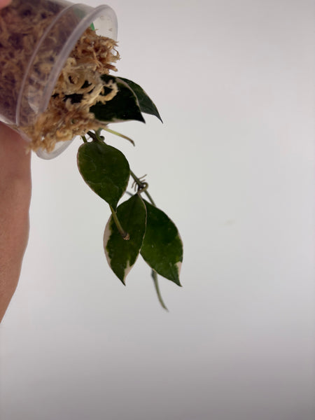 Hoya lacunosa 'Asami' (Wonosobo) 3