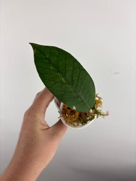 Hoya aceh dragon egg