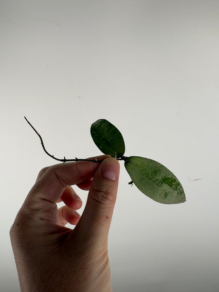 hoya flagellata silver cutting