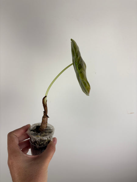 Alocasia cuprea latte