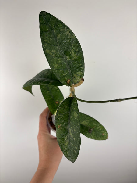 hoya sp agusen splash