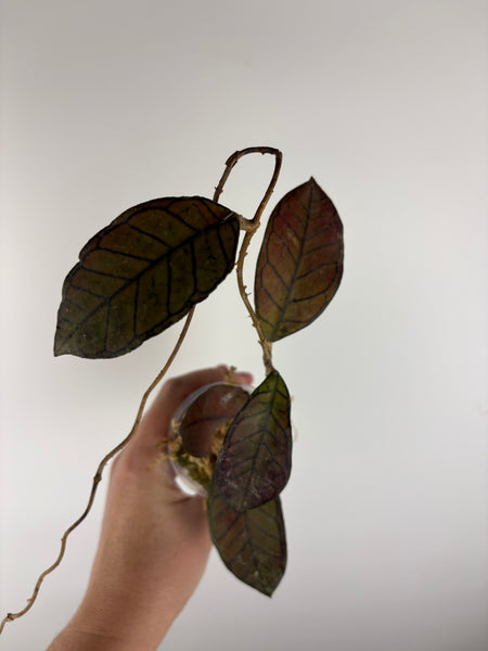 hoya gunung gading A as is
