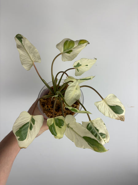 Homalomena rubescens stardust mutation