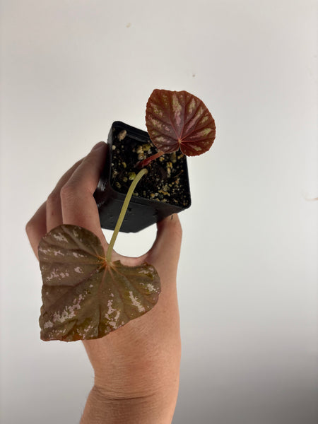 Begonia Candy Stripes