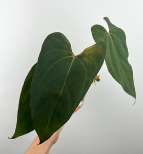 Anthurium papi flat sinus 12