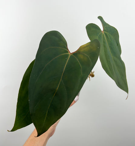 Anthurium papi flat sinus 12