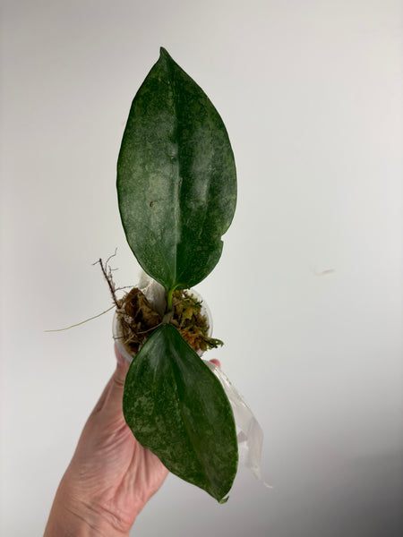 Hoya Latifolia 'rimba perak' A3