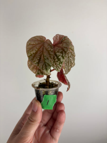 Begonia snow capped variegated 1