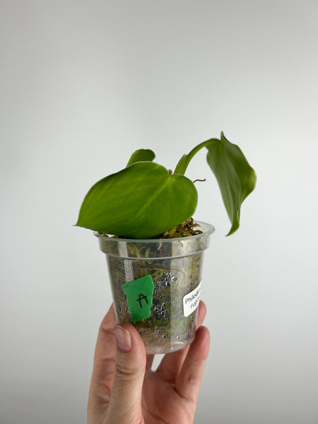 Philodendron rugosum A