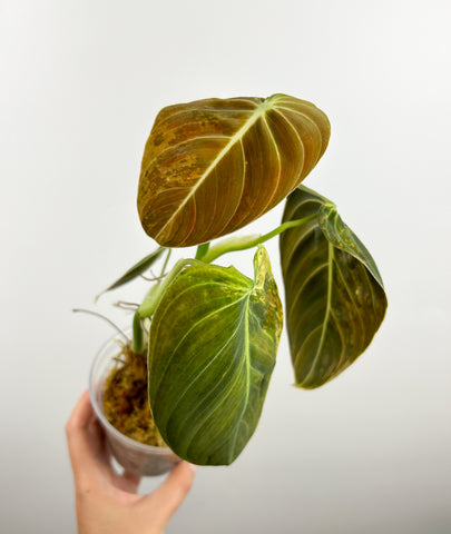 Philodendron melanochrysum variegated F