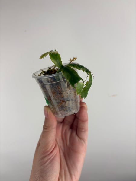 Variegated Schlumbergera 5