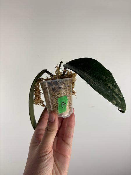 hoya latifolia snow queen A