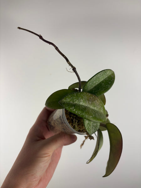 Hoya nova ghost as is