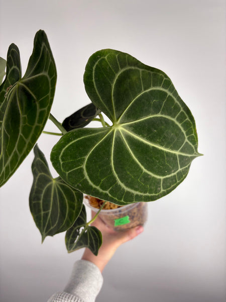 Anthurium clarinervium white spider C