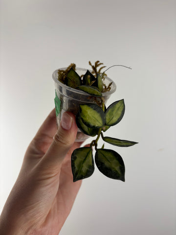 Hoya lacunosa queen midori 5