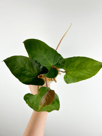 Anthurium hoffmannii gold A