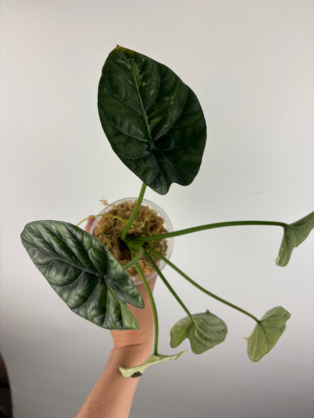 Alocasia Sinuata Albo Var A