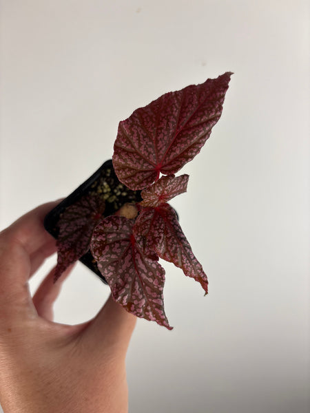 Begonia 'Faerie Dragon' B