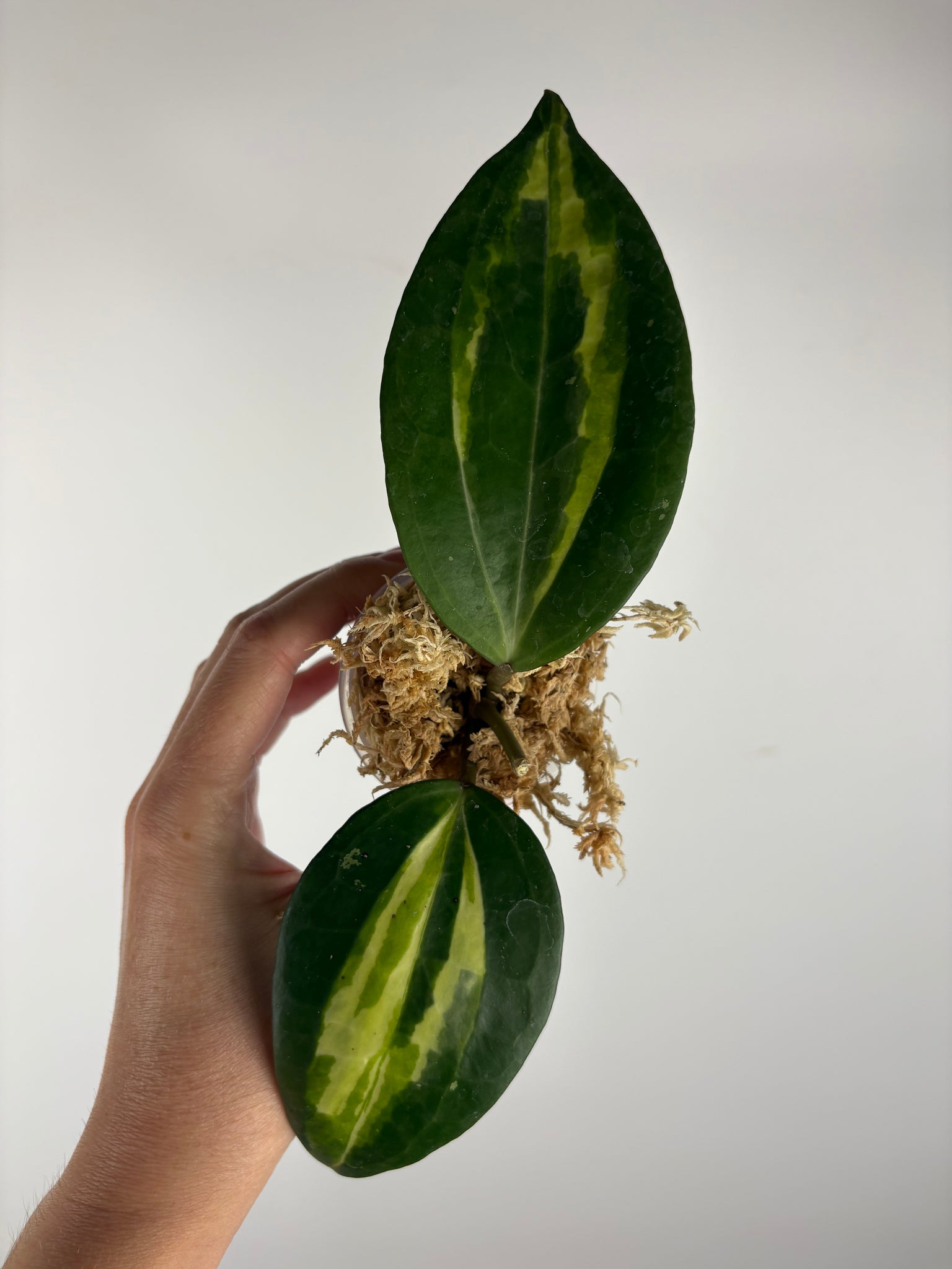 Hoya Latifolia Queensy 5