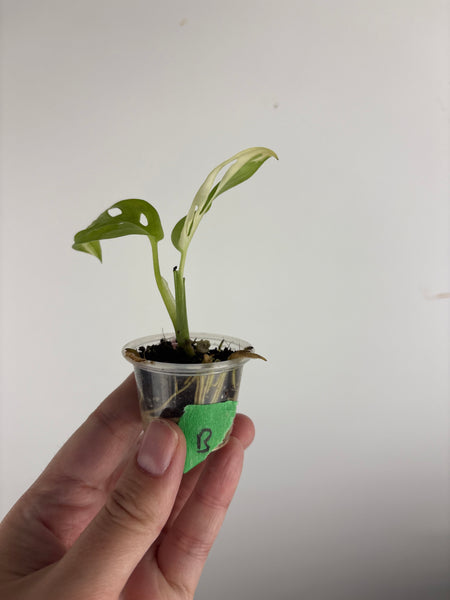 Monstera adansonii variegated B