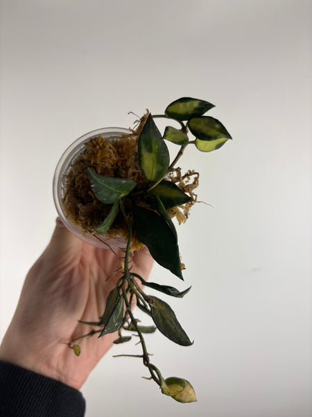 hoya lacunosa illumi C